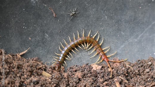Scolopendra gigantea centipede. Its common name Peruvian giant yellow-leg centipede or Amazonian giant centipede. is a centipede in the genus Scolopendra. It is largest centipede species in the world.