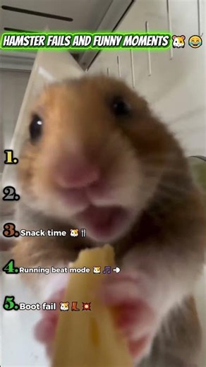 Hamster Fails and Funny Moments 🐹😂