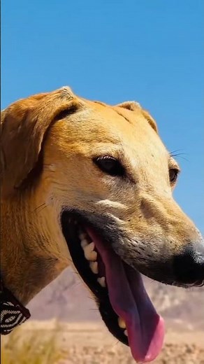 World's oldest desert dog breed! 🤯#fastestdog #saluki #desertking