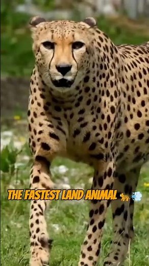 The Speed of Cheetahs: The Fastest Land Animal – Here's How They Do It!🐆💨 #cat #wildlifefacts #facts