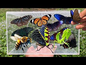 Catching Strange Insects, Collecting Butterflies & Beautiful Insects in the Garden