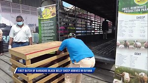 3.5K views · 24 reactions | WATCH || First batch of Barbados Black Belly Sheep arrives in Guyana | Department of Public Information | Facebook