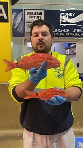44K views · 649 reactions | Welcome to world languages with Sydney Fish Market… what does your family call this fish? | Sydney Fish Market | Facebook