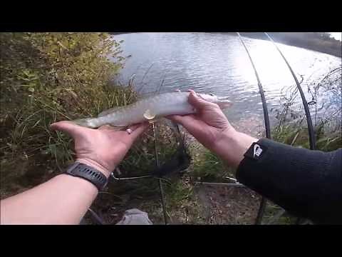 How to fish for pike with live bait in a river / canal - Complete session (+ line assembly)