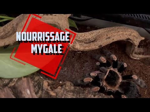 Nourrissage Mygale (Elevage serpent venimeux)-VenomxWildLife