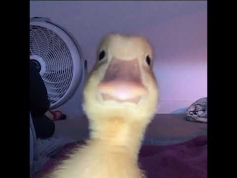 2k26 funny alien👽 face creation