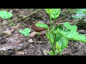 10 Amazing Snail Facts You Didn’t Know!