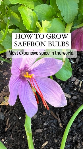 Resh Gala | Organic Gardener on Instagram: "HERE’S HOW TO GROW YOUR OWN SAFFRON BULBS: 1. Grow variety called Crocus Sativus. 2. Dig out and divide bulbs every 2 years. 3. Avoid watering for 2 weeks prior to removal. 4. Replant healthy, individual bulbs in late summer (July/ August). 5. Plant 2 inches deep in soil amended with compost. Saffron is one of the most expensive spices in the world! So why not grow your own? #saffron #spices #growyourownfood #growyourown #vegetablegardening #gardeningl
