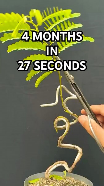 Amazing Plant Shaping Techniques