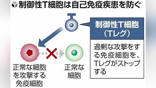 制御性Ｔ細胞（Ｔレグ）とは？…過剰な免疫活動を止める役割、がんの周囲に多く集まる