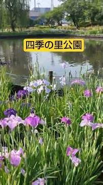 四季の里公園【花菖蒲】 #shorts #四季の里公園 #花菖蒲 #綺麗 #守谷市 #茨城県 #公園 #AI音楽