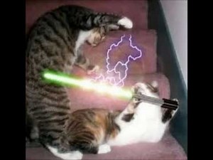 Star Wars Cats
