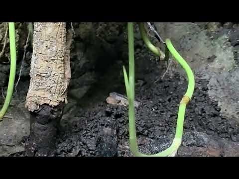 Baron's painted mantella