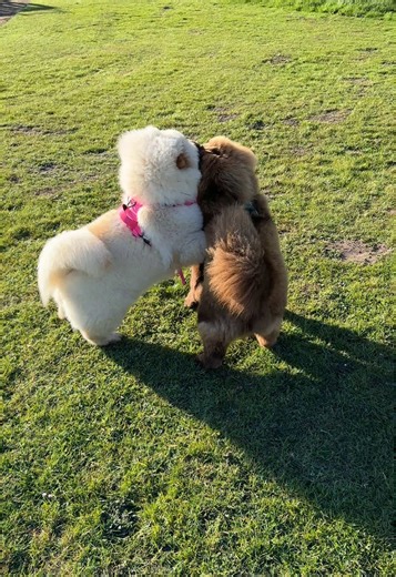 Pumped up kids 🤭 #chowchow #chowchowpuppy #chowchowdog #chowchows #chowchowsofinstagram #chowchowlife #chowchowbaby #chowchowlover #chowchowlovers #chowchowclub #puppylove #puppydog #puppylife