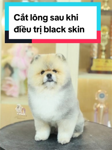 Cắt lông cho em pom sau khi điều trị black skin #pom #cattialongchomeo #daotaohocvien #dog #petsalon