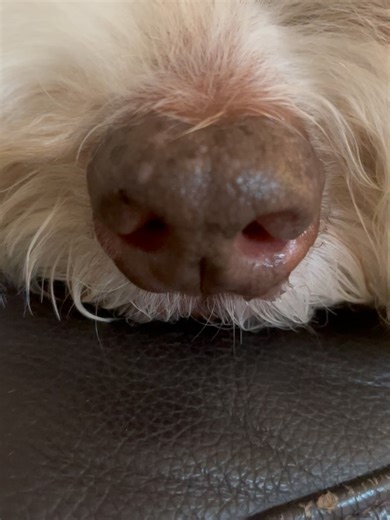 Kudo_shizuka on Instagram: "エトボーイ😂😂😂😊 年に数回、眠気マックスのエトに叱られる私 叱られるまでに2回私がつけ回したの。😆😆😆 あーん、エト〜って。 可愛い〜たまらない💓💖🩷💕"