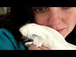 This cockatoo talks almost like a human with sore throat