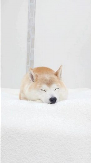 #わたしの犬 #みつめる選手権 柴犬チャーミーちゃんver🐶✨