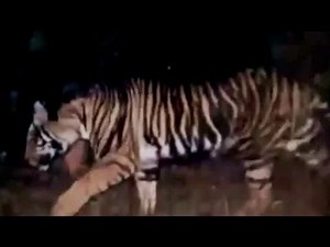 Rare black tiger spotted in Odisha