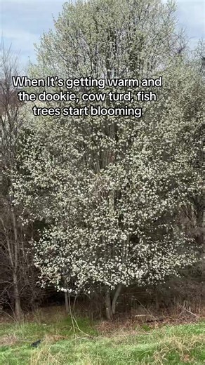 Understanding the Smell of Nature in Spring