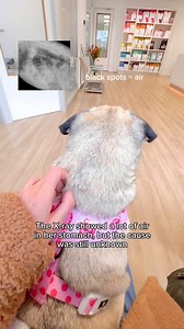 Some of you probably read on my stories last week that Loulou was sick and had some tests done. Here’s what was going on ❤️‍🩹 Bloat in dogs should always be taken seriously as it can be life-threatening. Fortunately in Loulou’s case, it turned out to be probably something harmless (💨💩😅) and she 100% her happy and healthy self again! #pug #dog #dogsofinstagram #pugsofinstagram #WeeklyFluff | Loulou the pug