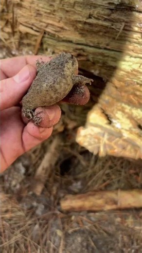 Incredibly cute Breviceps gibbosus (Giant rain frog) from Cape Town🇿🇦