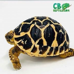 Star Tortoise for sale