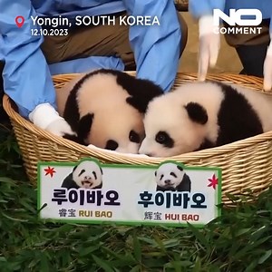 One is named Rui Bao and the other Hui Bao, meaning wise treasure and shining treasure respectively. Pandakeeper, Kang Chul-won, said the pandas just started crawling and Everland will start showing them to the public once they start following their mother. | NoComment