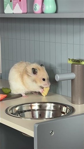 Hamster Trying Different Fruits 🍎🍌
