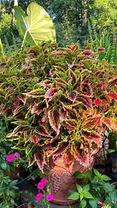 One of the best ways to create nonstop color in your flower garden is to tuck in some cool foliage plants. And one of my favorites to grow? Coleus! Coleus is the perfect way to add bold, vibrant foliage that lasts from spring through the first frost. While coleus does flower, Its striking mix of foliage color make a statement in any garden, and the best part? It’s incredibly easy to grow! Whether in sun or shade, this low-maintenance annual keeps your garden bright and colorful all season long. 