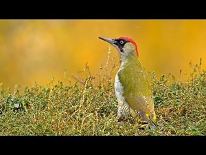 European birds – Green woodpecker (Picus viridis)