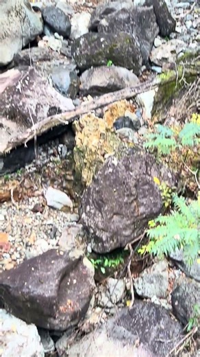 【滝めぐり】11「西林山の観音滝」橋から見える滝【2025/11/27】宮崎県日向市東郷町