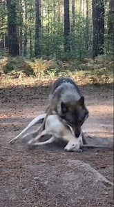 MAN SAVES GOAT from COYOTE 🐐😱 Heroic Moment in the Wild!