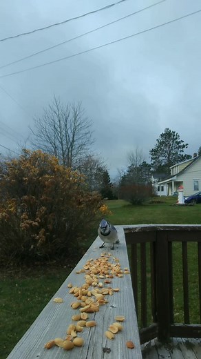 Just eat it, eat it, just eat it. #justeatit #weirdal #bluejays #birds #novascotia | Jeremy Allard