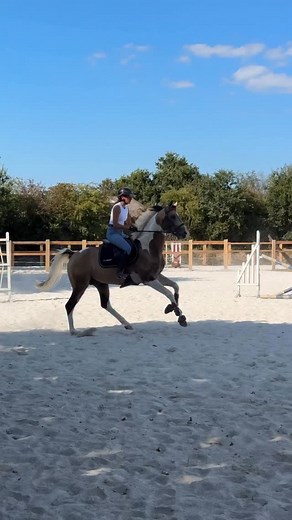 RETOUR À CHEVAL SUR 1m45 🤯🤩 Incroyable séance de saut en terminant sur 1m45 ! Après plus de 1 mois sans sauter depuis Ze Deby (donc à poney avec Genie) et sans sauter à cheval ! Les sensations étaient incroyables à retrouver ! Surtout avec un cheval monté au Pied levé 🤩 Hâte de reprendre avec mon crack Génie Merci à ma @foreverlennon de m’avoir prêté sa star ✨🚀 #horse#jump#amazing#dream#equestrian#equestrianmood#equestrainlife#stalion#jumpjumpjump#girls#perfectlife#😍 | Eva Bouchut