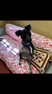 🖤🤍PHOEBE IS LOSING HOPE🤍🖤 We are desperately searching for a home for this beautiful 2 year old girl. Phoebe is a bright, smart and energetic dog. She is so happy when she’s out and about, playing in the yard with her tennis balls or going for her walk. Adopted during the pandemic as a puppy, Phoebe found her way back to us recently and shelter life is quickly getting to her. She used to get up and greet us when staff passed her kennel and now she just lays on her bed, barely lifting her hea