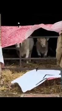 Photoshoot Fail: Hilarious Christmas Cow Chaos Unfolds || WooGlobe