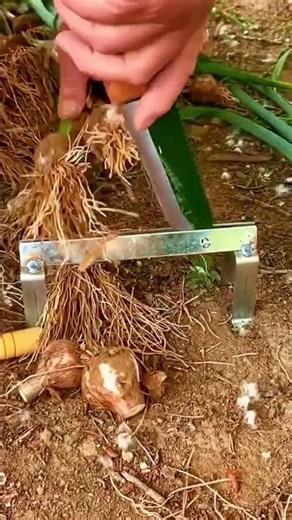how to quickly cut the roots and spring onions #shorts