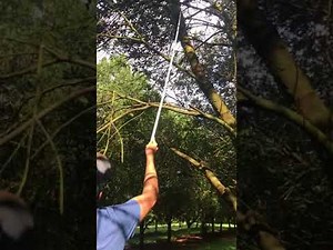 Macadamia tree pruning