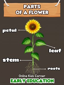 Parts of a Flower Explained for Kids