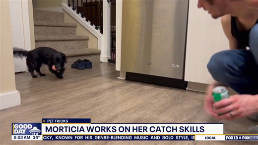 Pet tricks for Wednesday, January 21