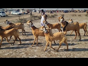 Jattan 4kg Milking Goat Breed | Complete Documentary