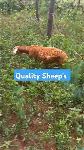 Good Quality Sheep's from Apala mixed farming #come and learn 👌