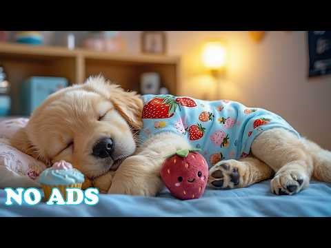 12 Hours of Dog Healing Music 🐕 Anti Separation Anxiety Relief 🌿 Gentle Sounds for Peaceful Rest