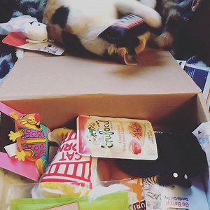 6.8K reactions · 938 shares | Ava loves unboxing her KitNipBox every...