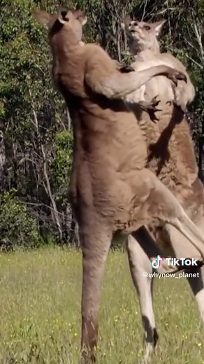 Kangaroo Fights for Dominance in Nature
