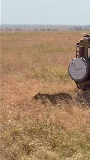 Video of leopard in Serengeti National Park Tanzania.