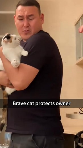 57K views · 1.2K reactions | Cats are the best protectors #funnyvideos #foryou #fypシ #funnycat #catlover #kitty | Funny cat 520 | Facebook