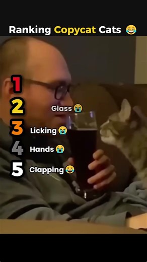 Cats copying their owners is too perfect 😂