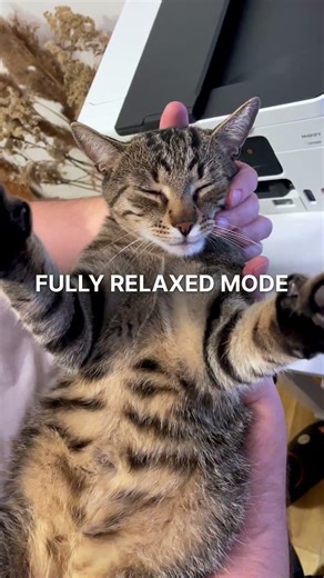 Fully Relaxed Cat Mode